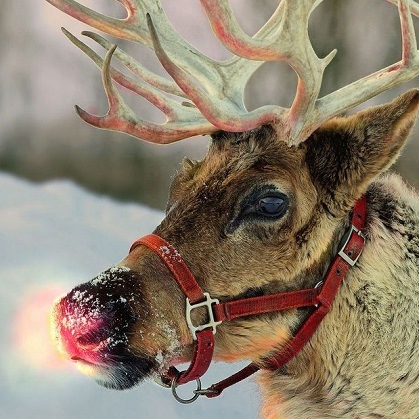 Rudolph est généralement représenté comme le neuvième et le plus jeune des enfants du Père Noël.